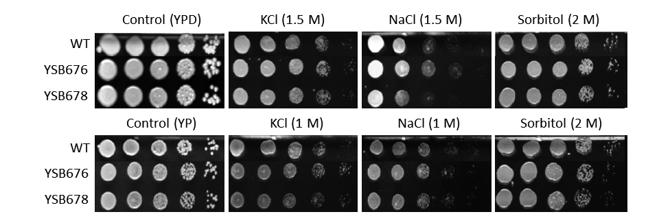 Osmotic stress phenotype for CNAG_04090T0