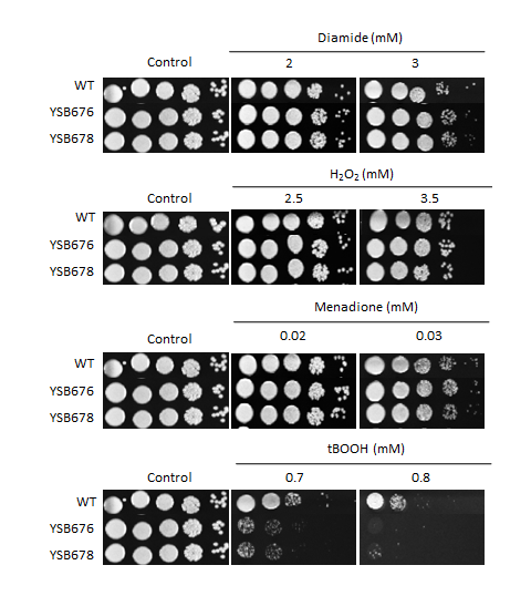 Oxidative stress phenotype for CNAG_04090T0