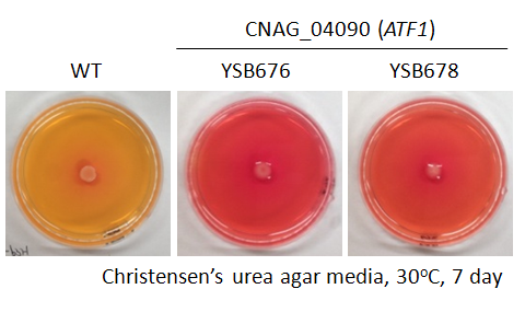 Urease phenotype for CNAG_04090T0