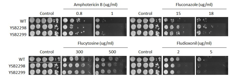 Antifungal drug susceptibility for CNAG_04093T0