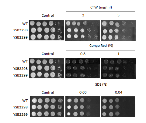 Cell wall stress phenotype for CNAG_04093T0