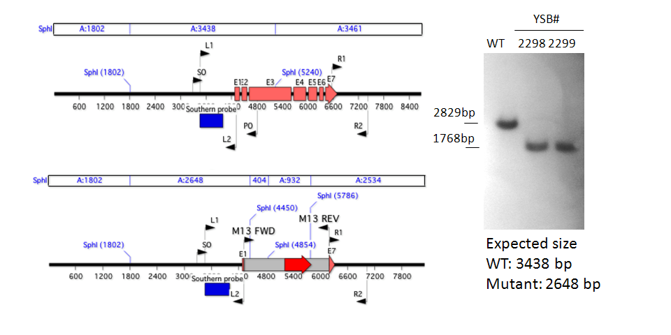 Gene disruption strategy for CNAG_04093T0