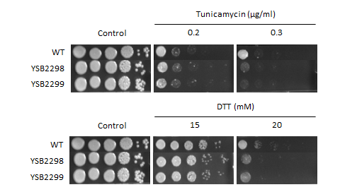 ER stress phenotype for CNAG_04093T0