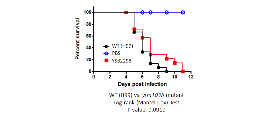 Galleria mellonella virulence data for CNAG_04093T0