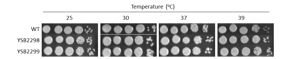 Growth phenotype for CNAG_04093T0