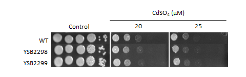 Heavy metal stress phenotype for CNAG_04093T0