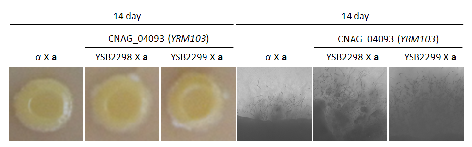 Mating phenotype for CNAG_04093T0