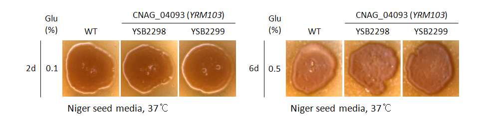 Melanin phenotype for CNAG_04093T0