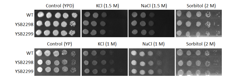 Osmotic stress phenotype for CNAG_04093T0