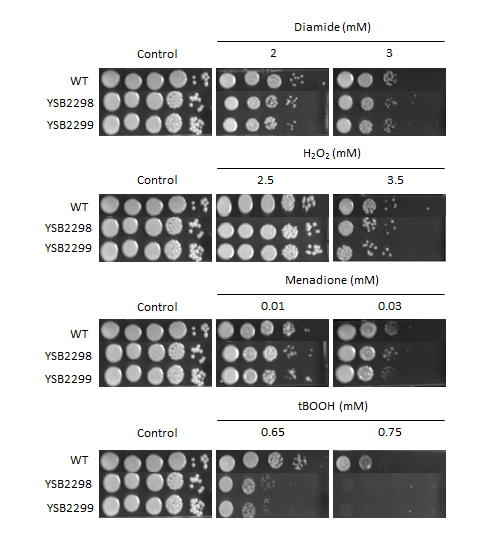 Oxidative stress phenotype for CNAG_04093T0