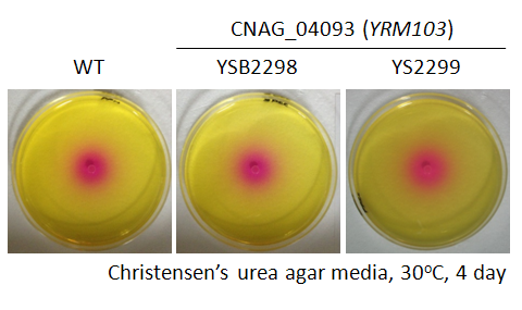 Urease phenotype for CNAG_04093T0