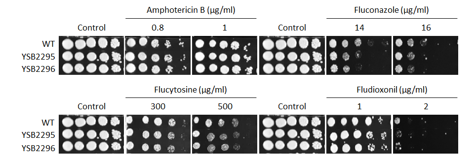 Antifungal drug susceptibility for CNAG_04176T0