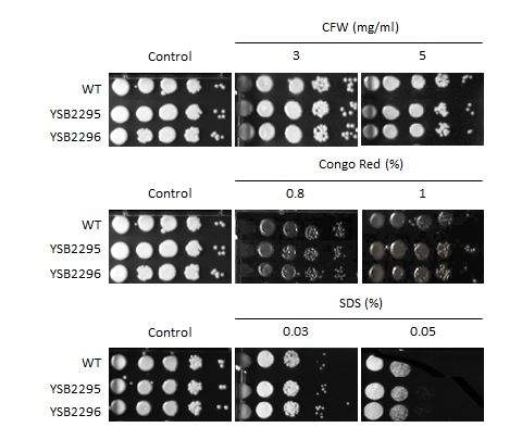 Cell wall stress phenotype for CNAG_04176T0