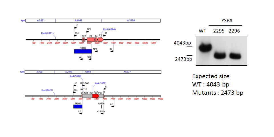 Gene disruption strategy for CNAG_04176T0