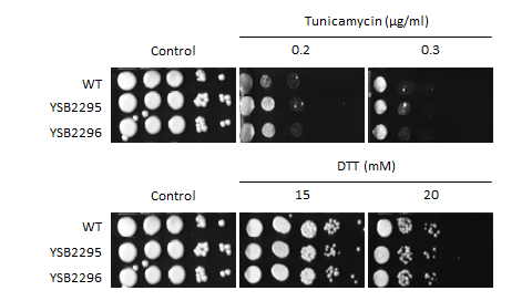 ER stress phenotype for CNAG_04176T0
