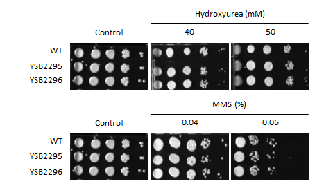 Genotoxic stress phenotype for CNAG_04176T0