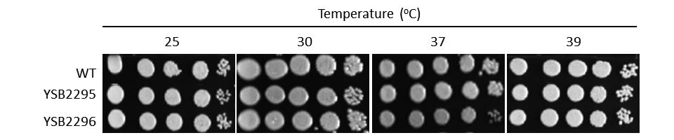 Growth phenotype for CNAG_04176T0