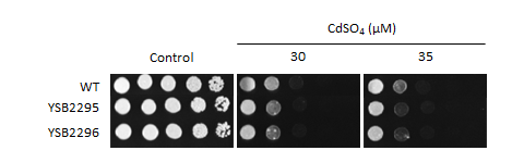 Heavy metal stress phenotype for CNAG_04176T0