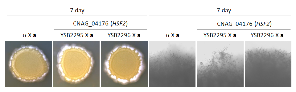 Mating phenotype for CNAG_04176T0