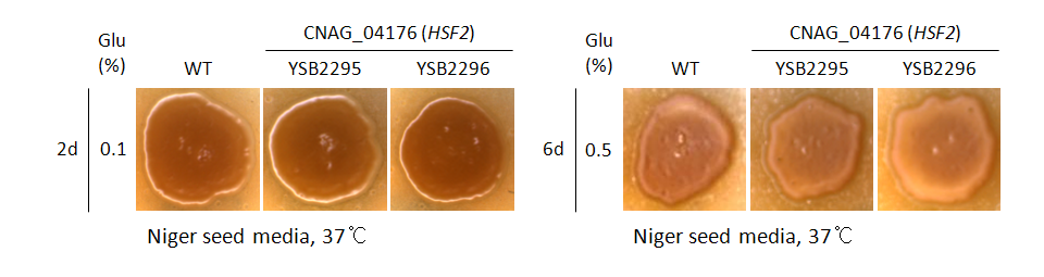 Melanin phenotype for CNAG_04176T0