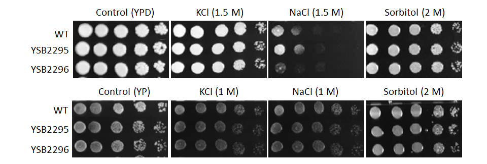Osmotic stress phenotype for CNAG_04176T0
