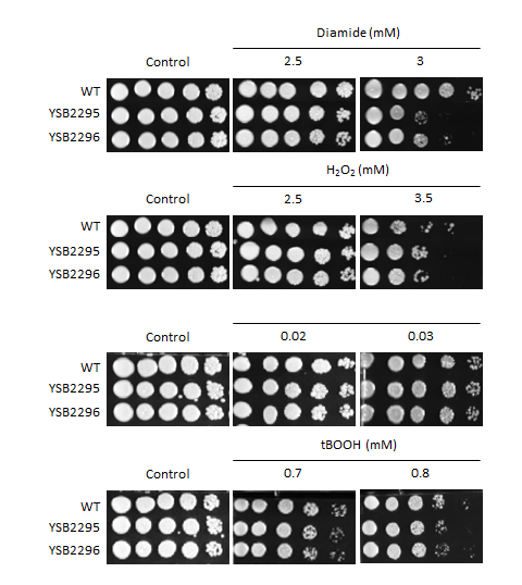 Oxidative stress phenotype for CNAG_04176T0