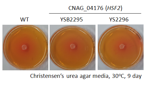 Urease phenotype for CNAG_04176T0