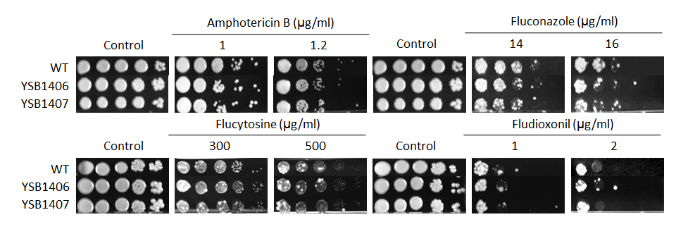 Antifungal drug susceptibility for CNAG_04184T0