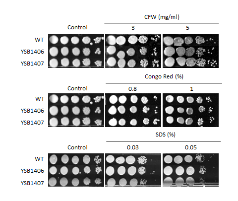 Cell wall stress phenotype for CNAG_04184T0