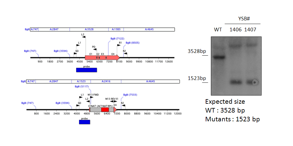 Gene disruption strategy for CNAG_04184T0