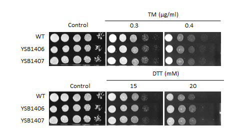 ER stress phenotype for CNAG_04184T0