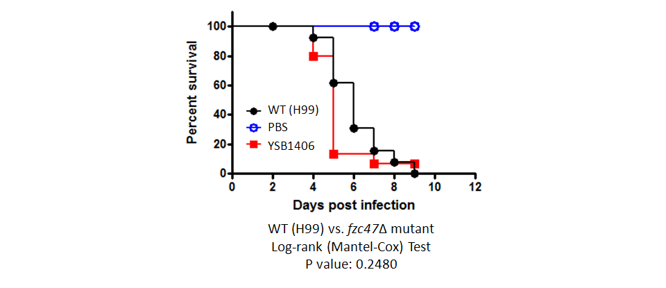 Galleria mellonella virulence data for CNAG_04184T0