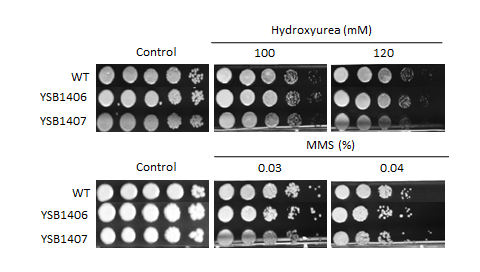Genotoxic stress phenotype for CNAG_04184T0