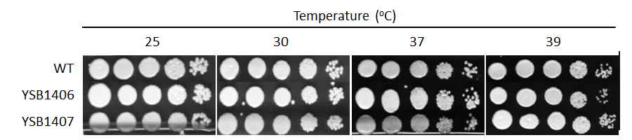 Growth phenotype for CNAG_04184T0