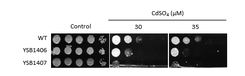 Heavy metal stress phenotype for CNAG_04184T0