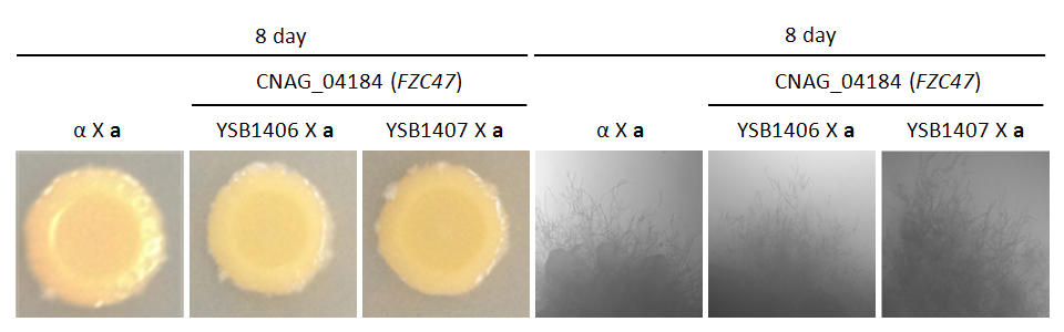 Mating phenotype for CNAG_04184T0
