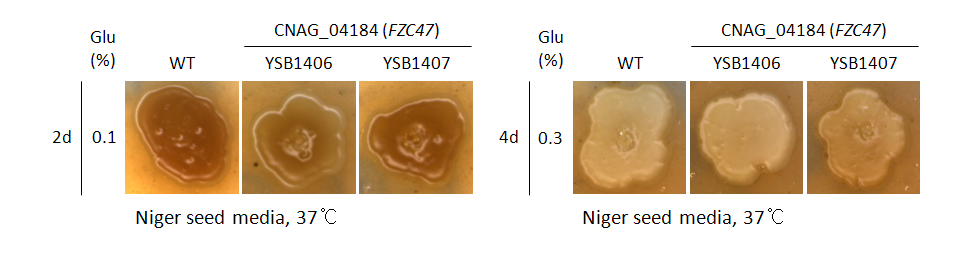Melanin phenotype for CNAG_04184T0