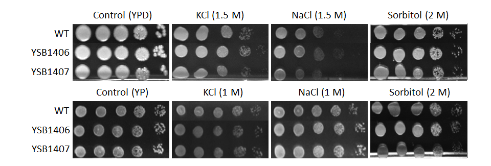 Osmotic stress phenotype for CNAG_04184T0