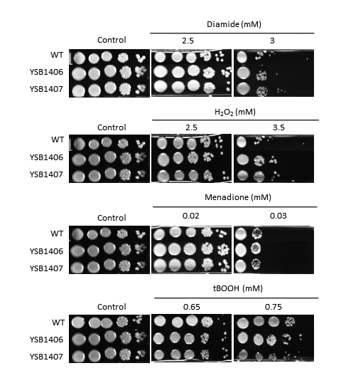 Oxidative stress phenotype for CNAG_04184T0