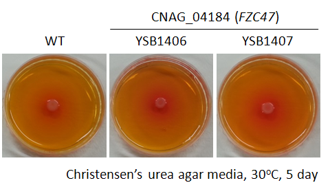 Urease phenotype for CNAG_04184T0