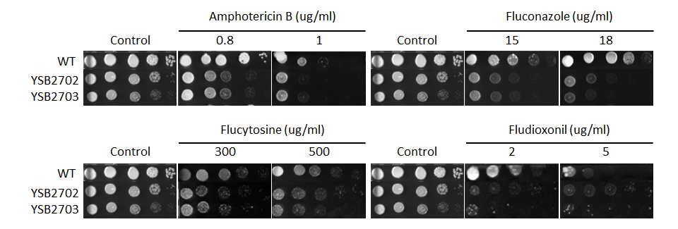Antifungal drug susceptibility for CNAG_04263T0
