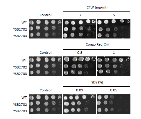 Cell wall stress phenotype for CNAG_04263T0