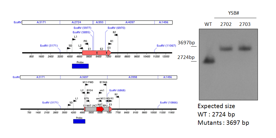Gene disruption strategy for CNAG_04263T0