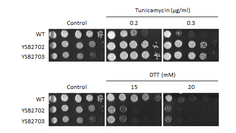 ER stress phenotype for CNAG_04263T0