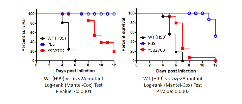 Galleria mellonella virulence data for CNAG_04263T0