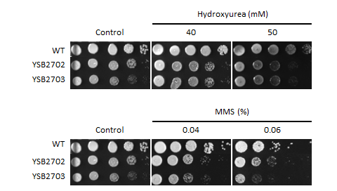 Genotoxic stress phenotype for CNAG_04263T0
