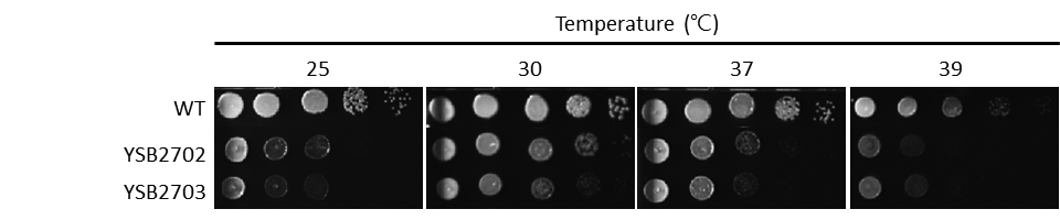 Growth phenotype for CNAG_04263T0
