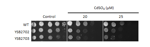Heavy metal stress phenotype for CNAG_04263T0