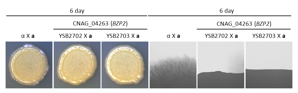 Mating phenotype for CNAG_04263T0