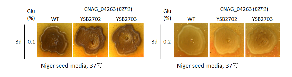 Melanin phenotype for CNAG_04263T0